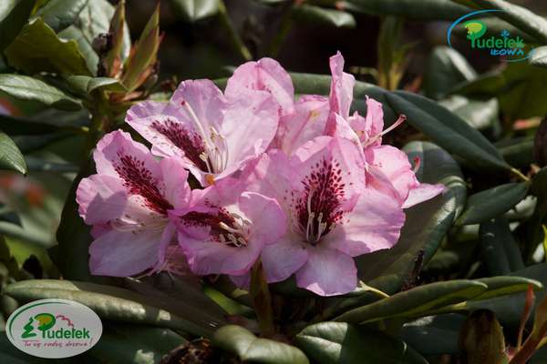 Rhododendron Herbstfreude